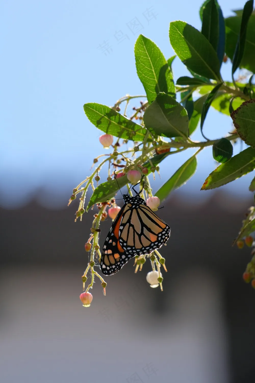 蝴蝶在绿叶间翩翩起舞