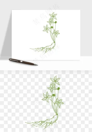 人参养生药材png免抠