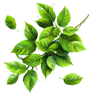 叶子绿色植物 叶子绿色植物