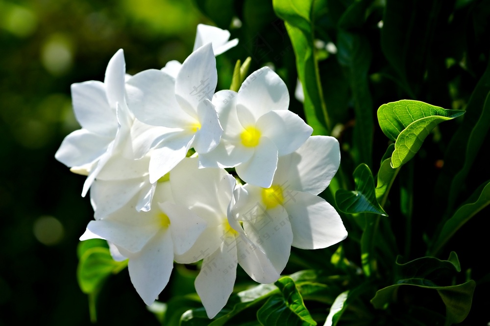 白色素馨花图片