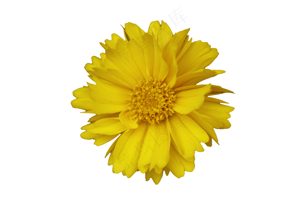 免抠花卉  金鸡菊