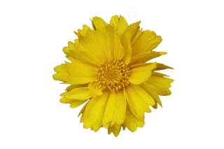 免抠花卉  金鸡菊