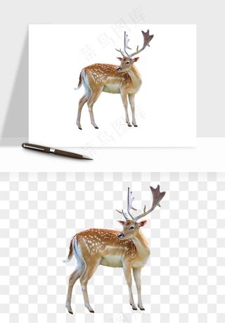 手绘梅花鹿小鹿麋鹿png免抠