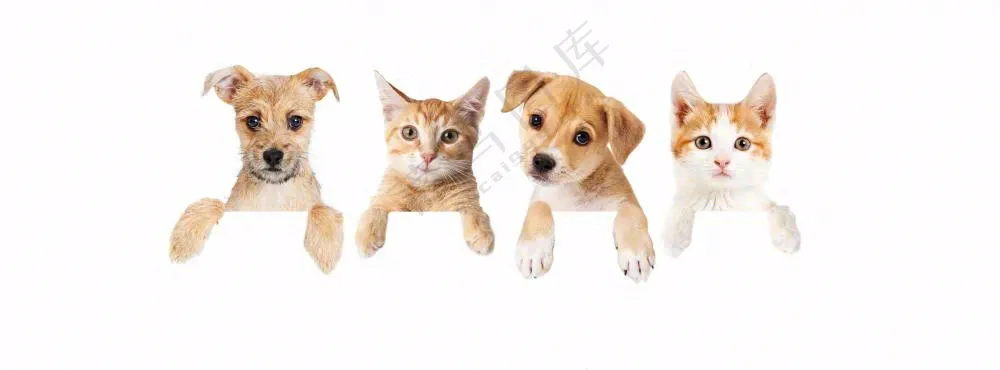 萌宠宠物猫狗动物免抠