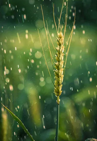 绿色小麦田生机粮食小满摄影图