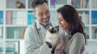 宠物医院猫狗生病救治摄影图