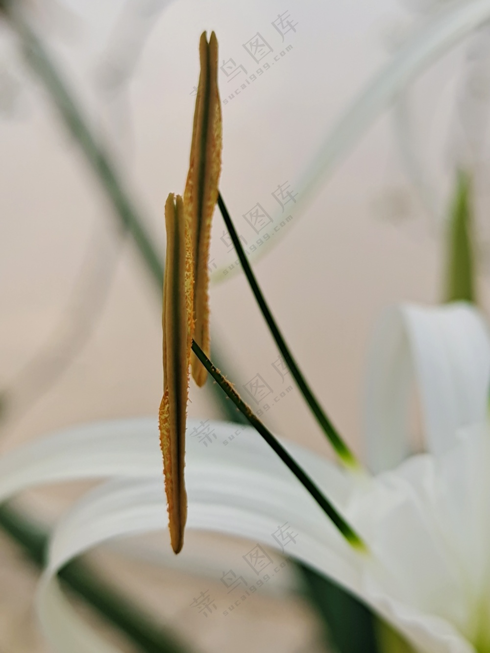 水鬼蕉 黄花