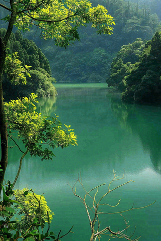 森林湖泊岸边的植物大树风景摄影图