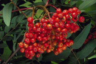 新鲜水果摄影图片 (24)