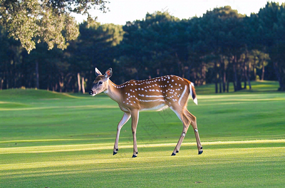 鹿动物山间草原的鹿摄影图