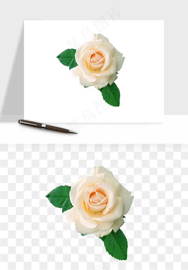 白玫瑰花枝花束png免抠