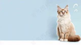 宠物生活馆猫狗卡通插画背景