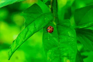 趴在绿色树叶上的七星瓢虫图片