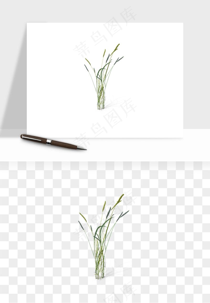 植物芦苇蒲苇香蒲png免抠