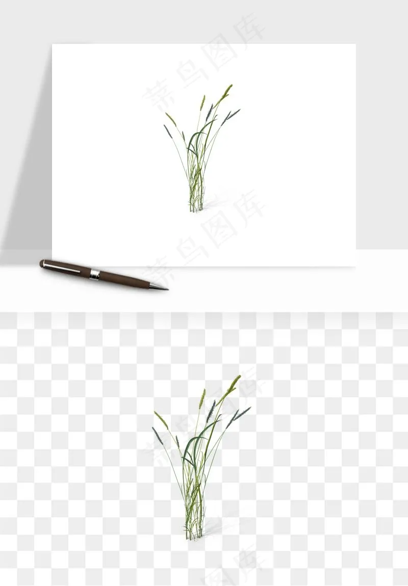 植物芦苇蒲苇香蒲png免抠
