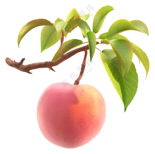 树枝上的水蜜桃