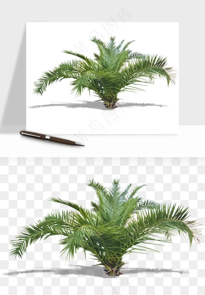 棕榈树椰树png免抠