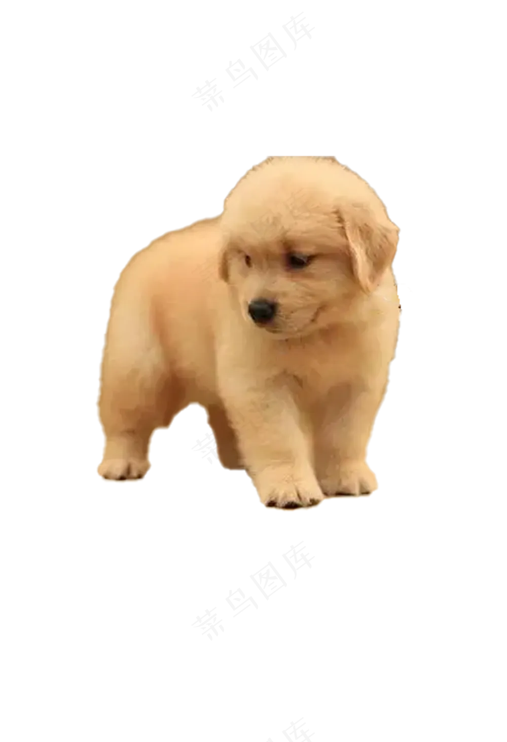 金毛免抠16