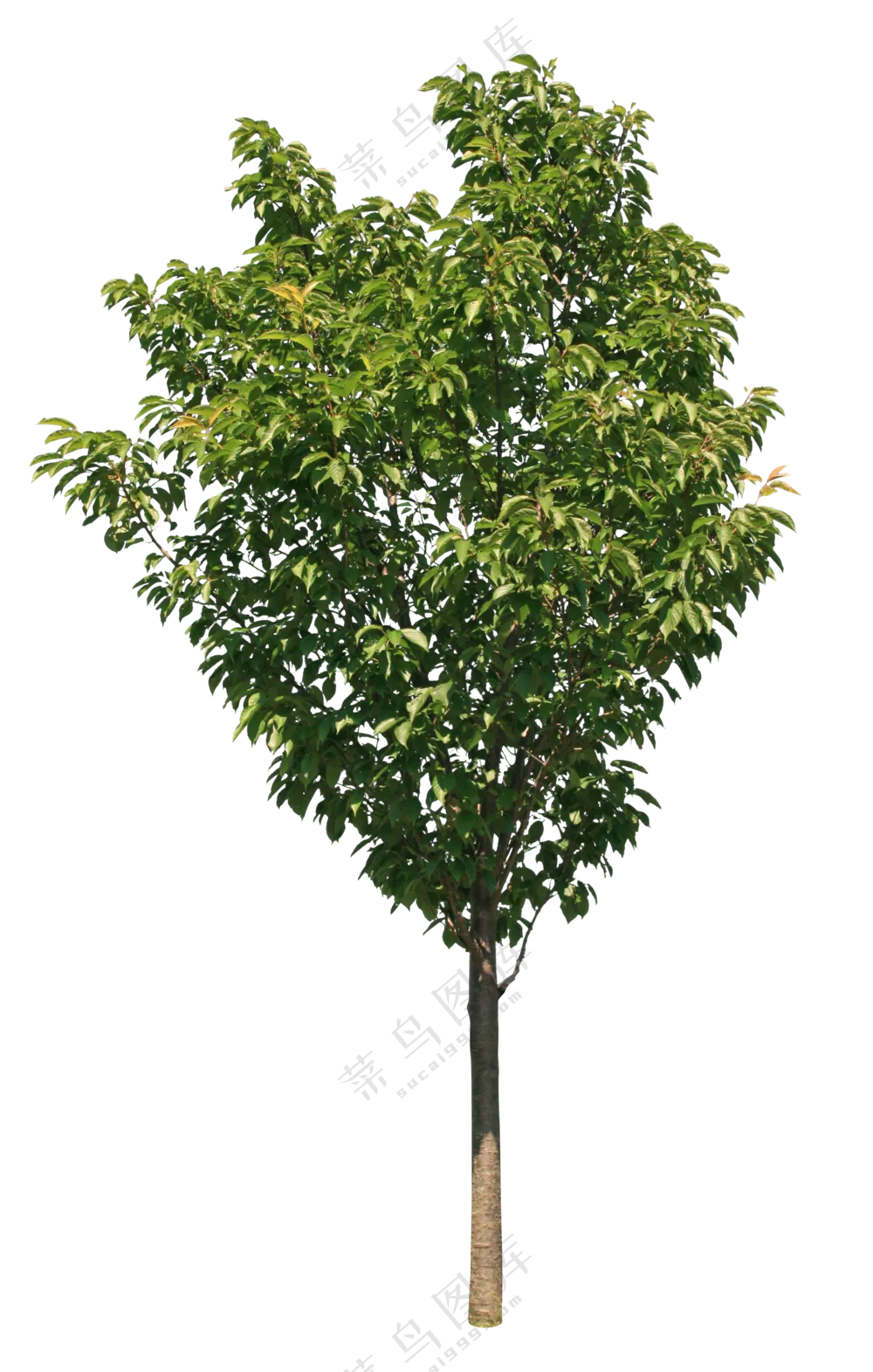 PNG免扣植物树木