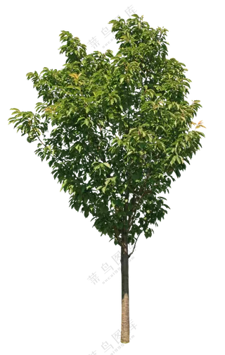 PNG免扣植物树木