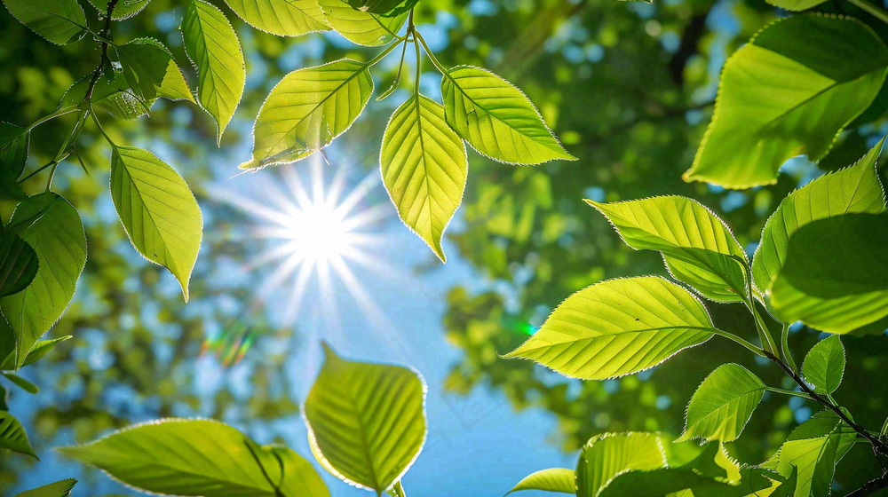 春夏绿荫蓝天阳光摄影图