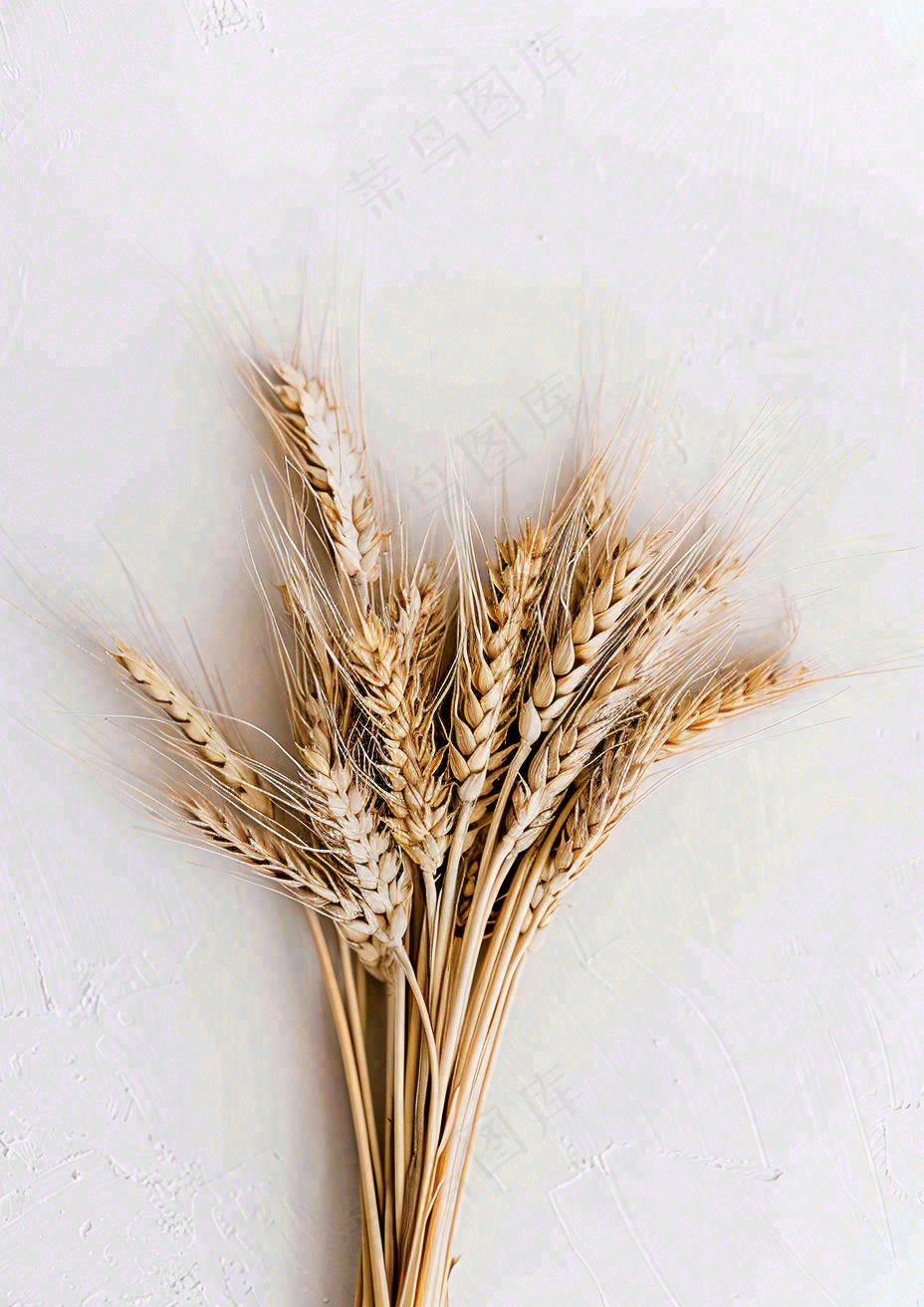 秋天小麦麦穗粮食芒种立秋秋分摄影图