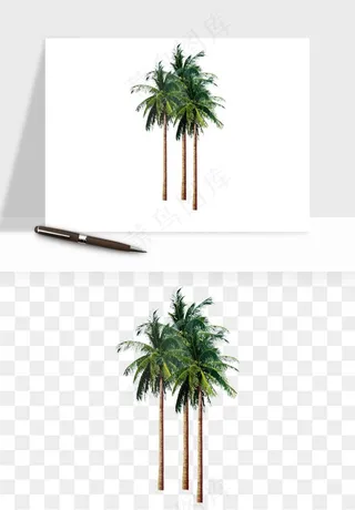 棕榈树椰树png免抠