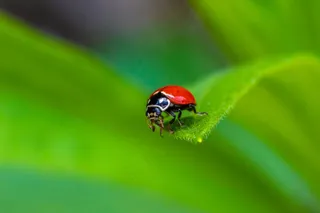 翠绿叶片上的红黑瓢虫。