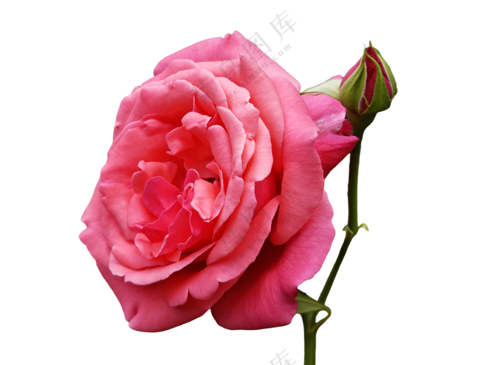 月季花粉月季