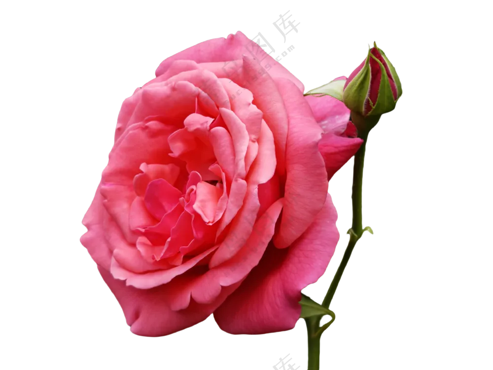 月季花粉月季