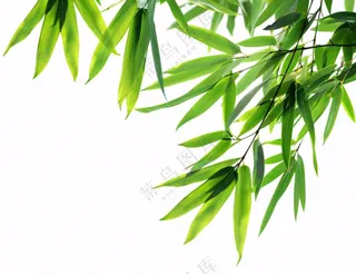 竹叶竹子碧绿摄影免抠