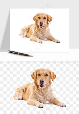 猫咪喵星人狗狗宠物元素png免抠