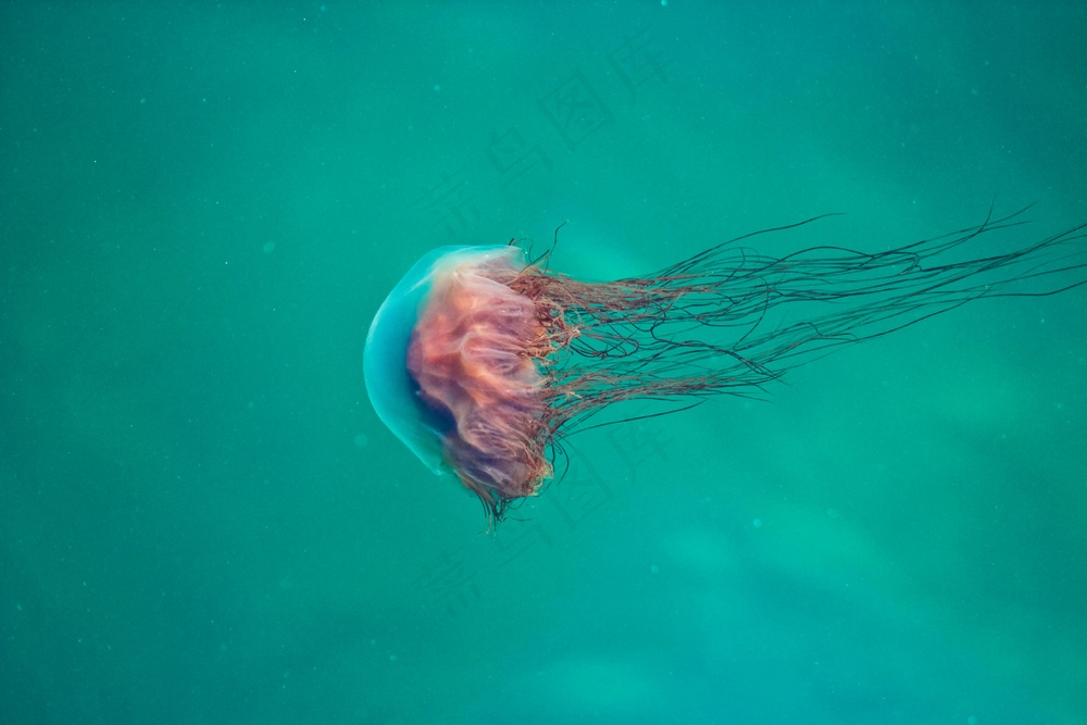 宁静深海中的优雅水母