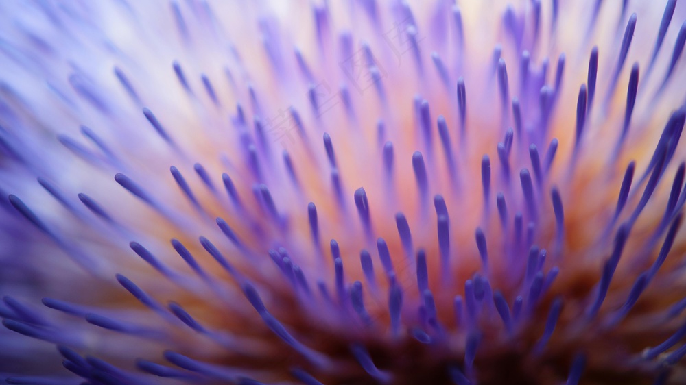 紫蕊暖调特写画 柔和宁静装饰图