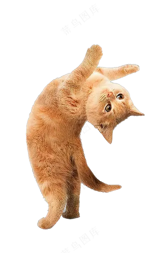 png免抠搞笑有趣动物