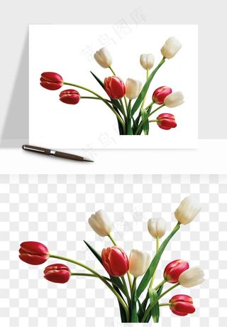 荷兰郁金香鲜花png免抠