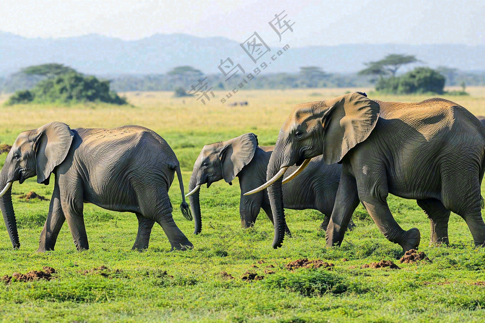 非洲大草原大象动物摄影图
