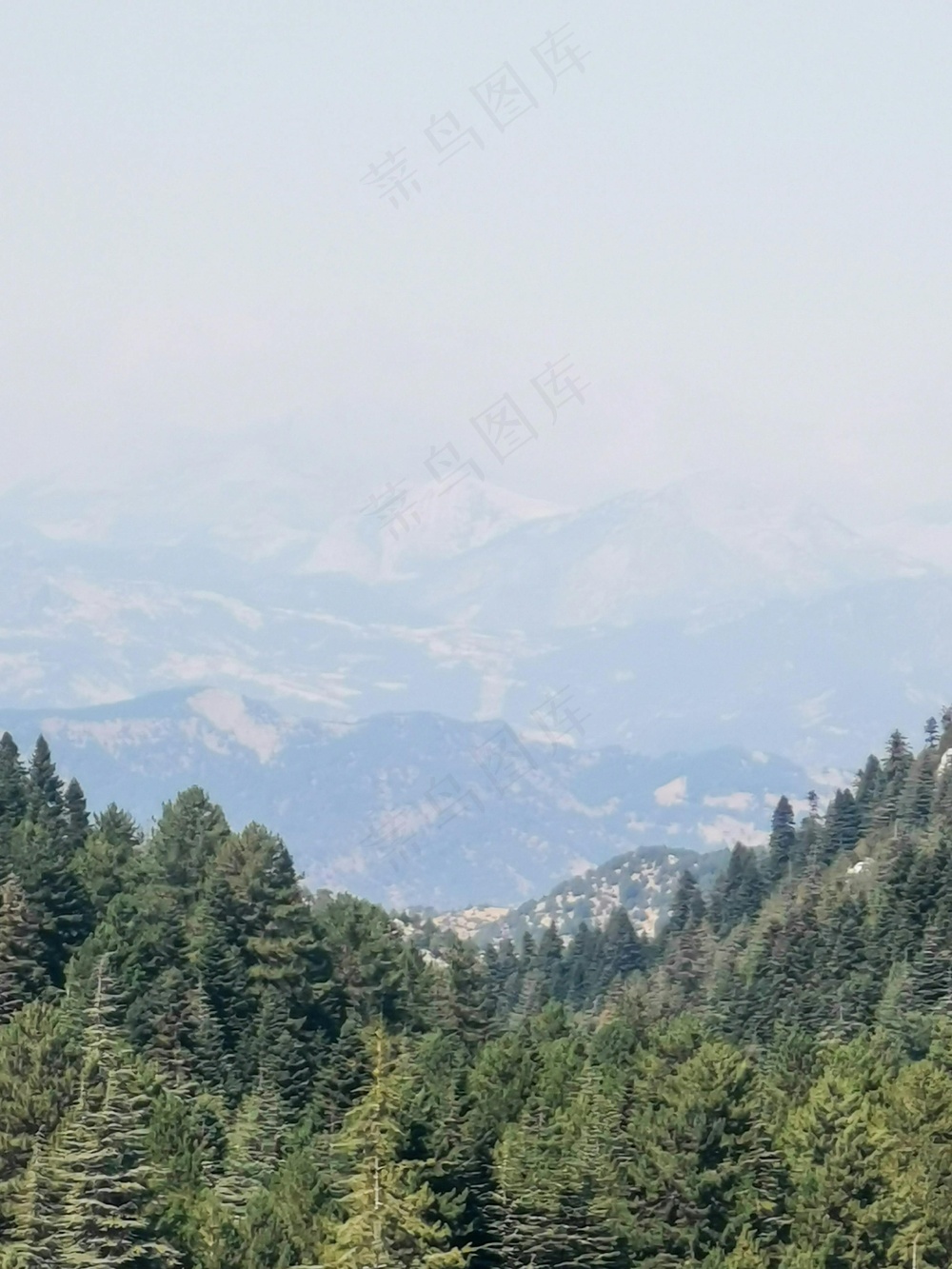 森林远景