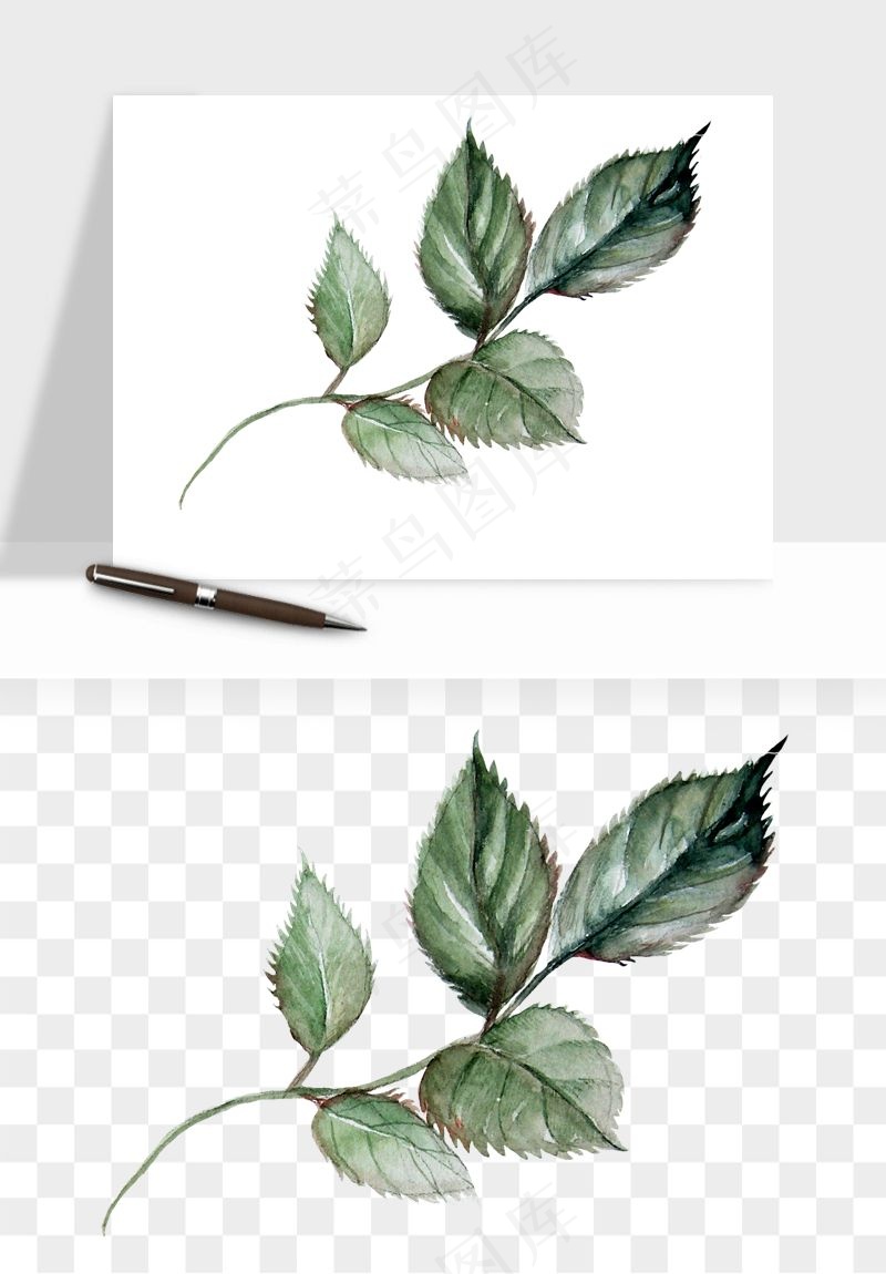 水彩复古植物花卉png免抠