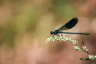 静谧午后的细语：蜻蜓停歇