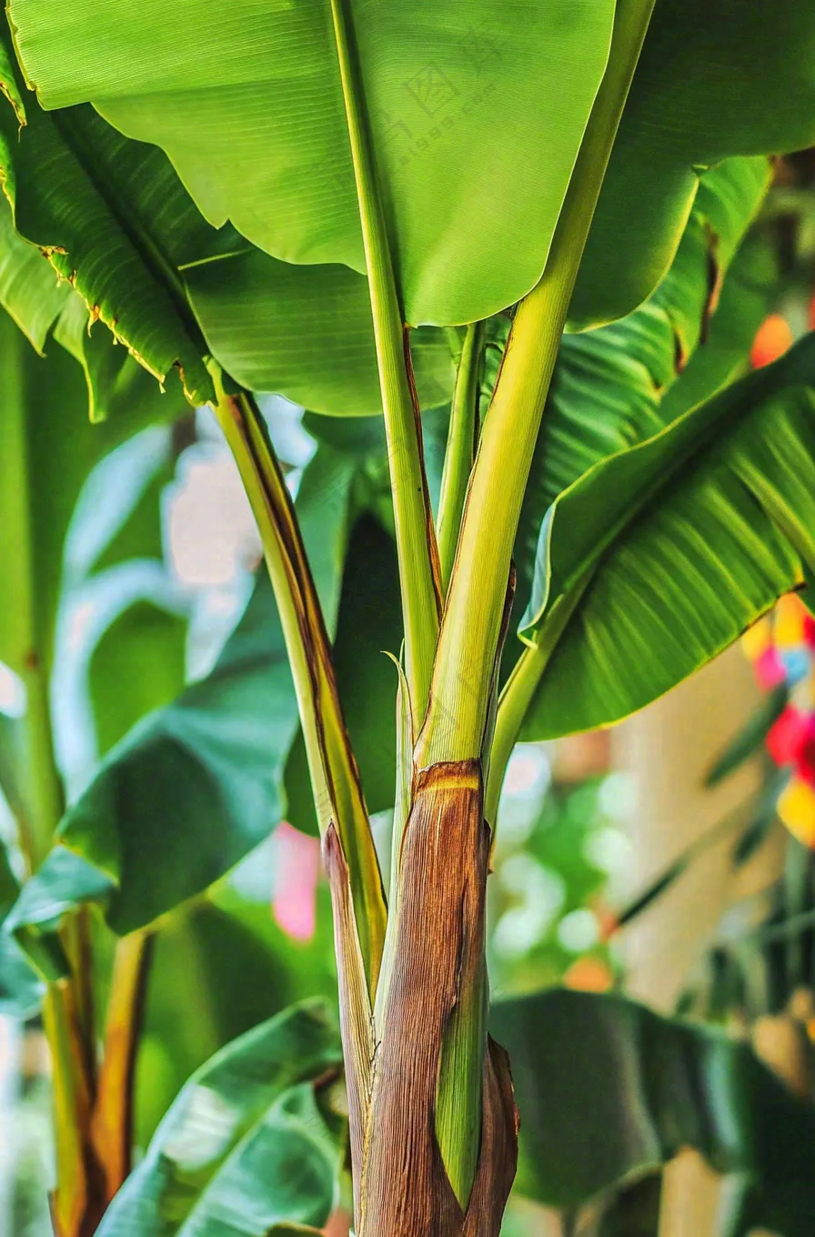 香蕉树芭蕉叶绿色植物摄影图