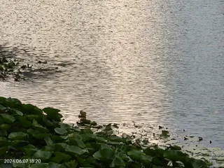 夜幕下的波光和水草