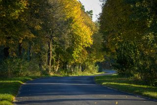 秋日森林中的静谧小径