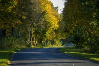 秋日森林中的静谧小径
