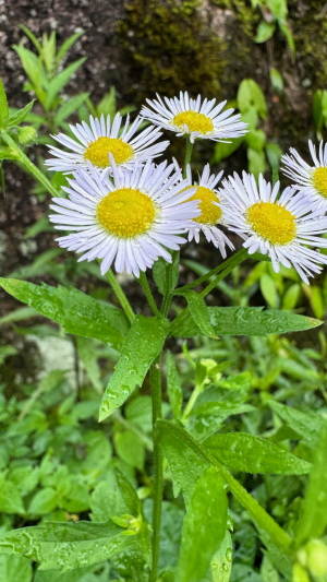 青翠野菊迎春雨