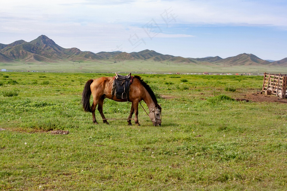 棕马草海悠游图·自然野趣风格·绿蓝灰调·摄影珍藏