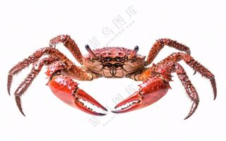 螃蟹海鲜免抠