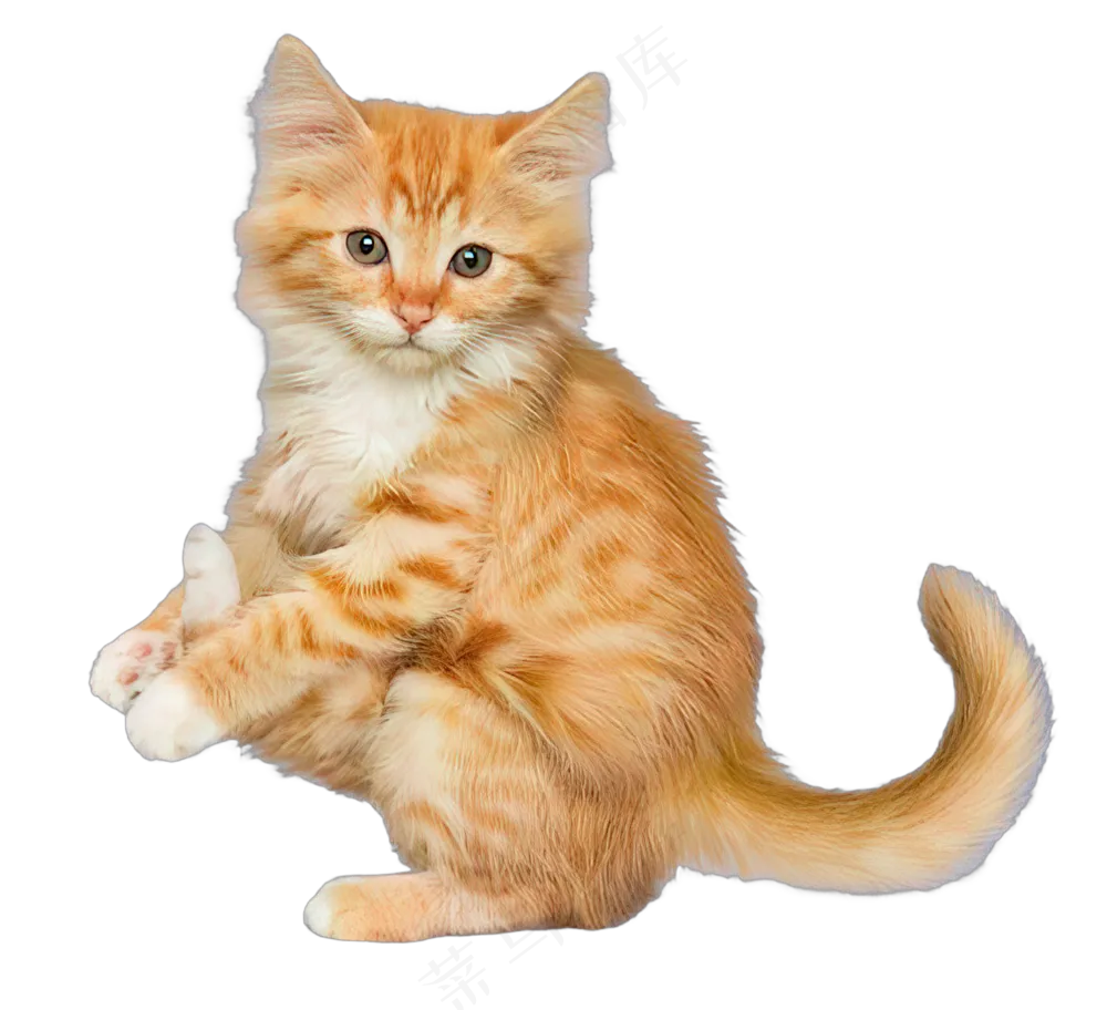 png免抠搞笑有趣动物