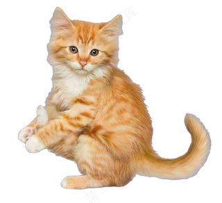 png免抠搞笑有趣动物