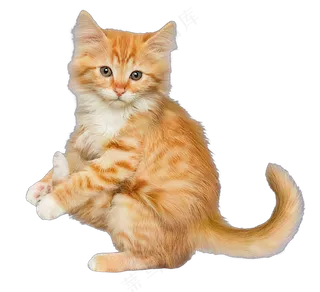 png免抠搞笑有趣动物